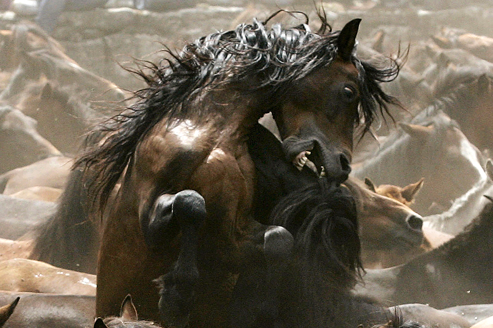 fighting-wild-horses.jpg